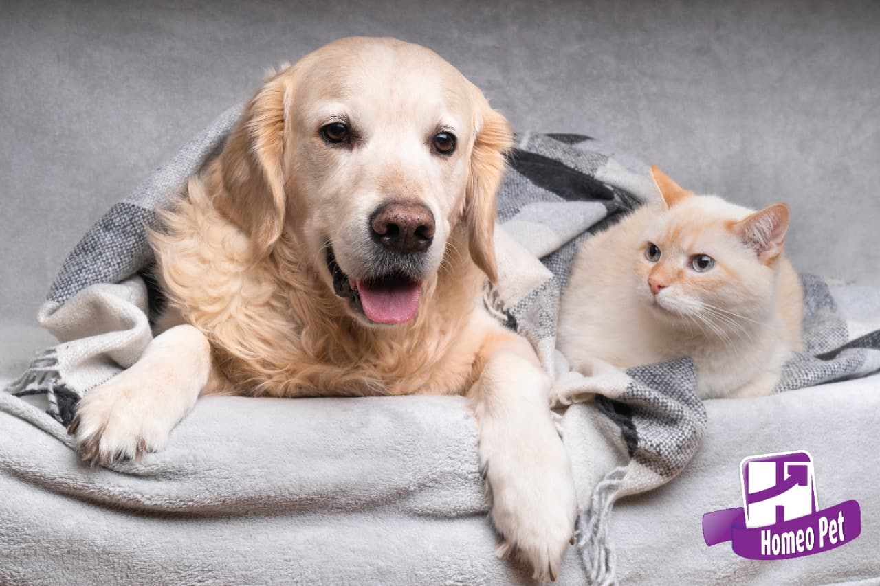 ARTRITE E ARTROSE EM CÃES E GATOS.