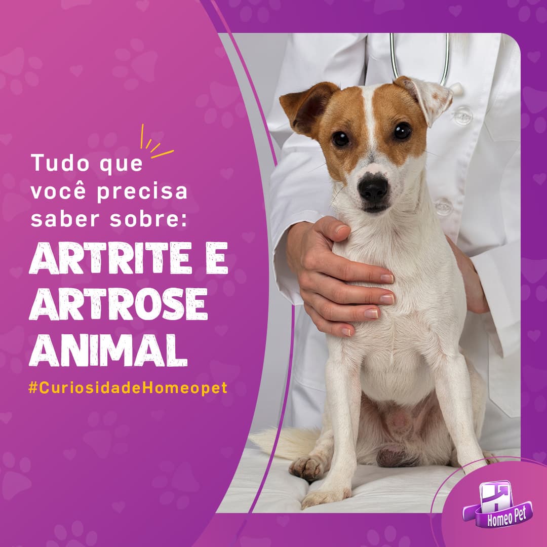 Como Tratar Problemas Articulares em Animais Idosos