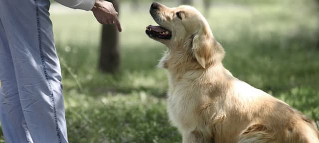 8 Lições para educar seu filhote de cachorro