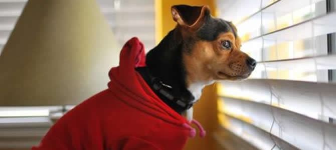 Por que meu cachorro parece saber que horas são?