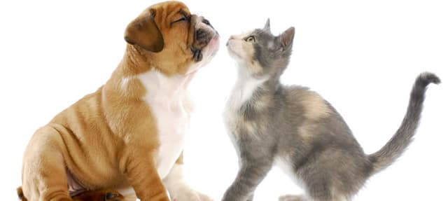 Como se explica a rivalidade entre cães e gatos?