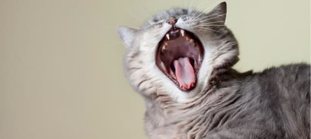 Gatos podem miar com sotaque, dependendo de onde vivem