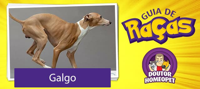 Galgo - Guia de raças