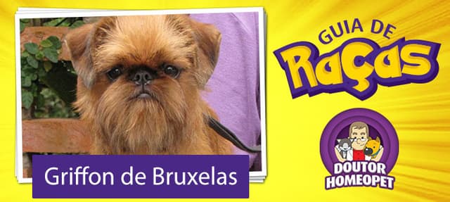 Griffon de Bruxelas - Guia de Raças