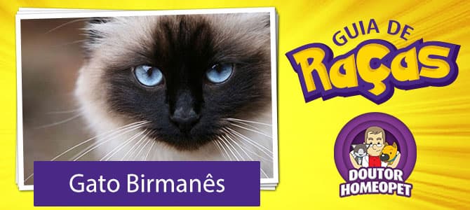 Gato Birmanês - Guia de Raças