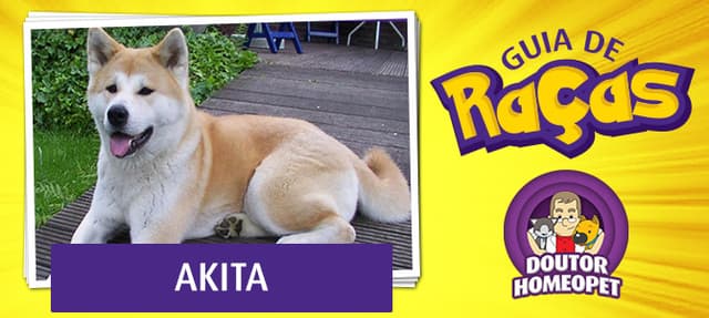 Akita - Guia de raças