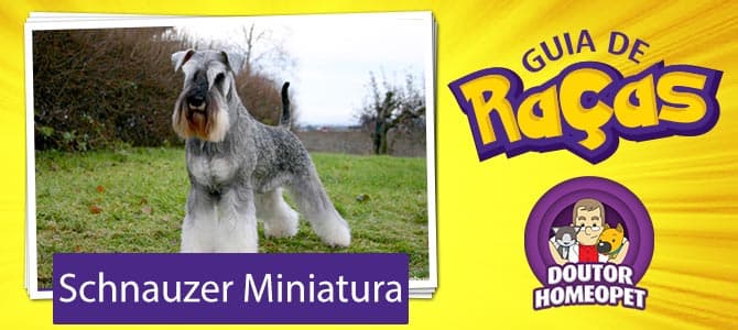 Schnauzer Miniatura - Guia de raças
