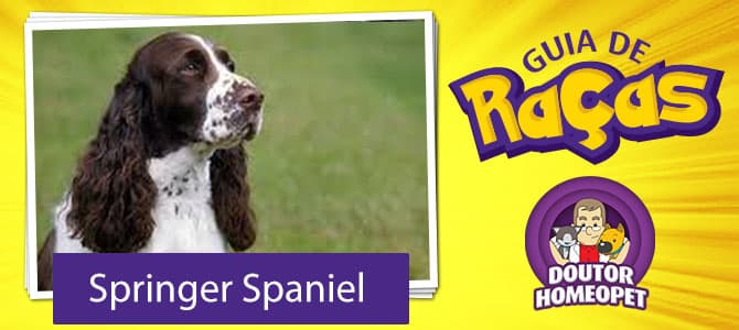 Springer Spaniel - Guia de Raças