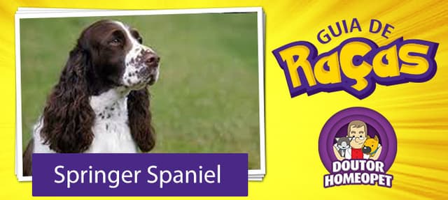 Springer Spaniel - Guia de Raças