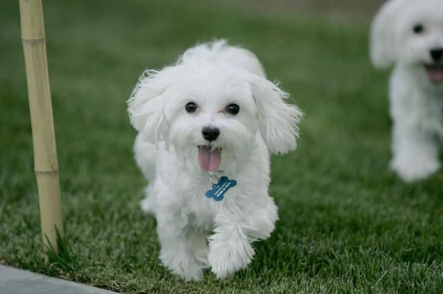 Poodle - Guia de raças