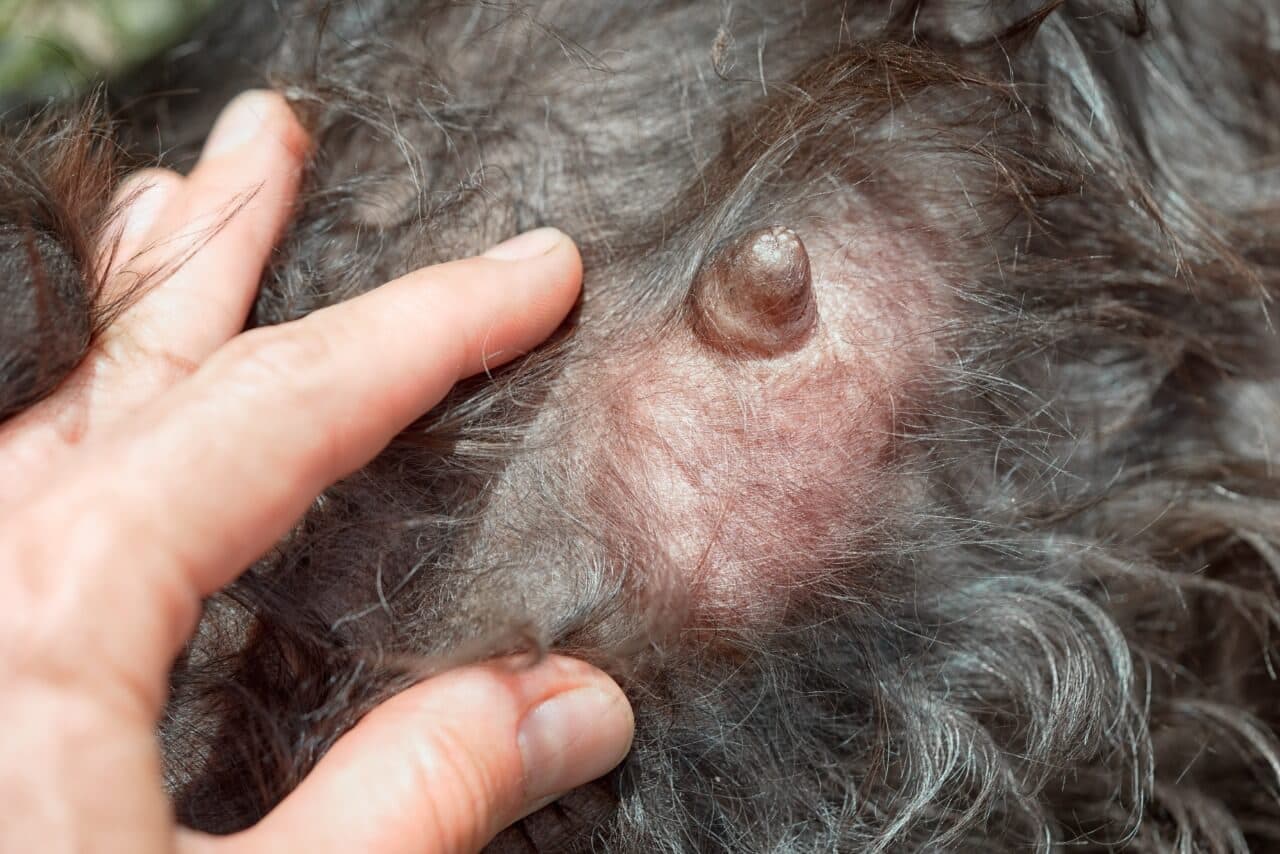 Câncer de mama em gatas e cadelas