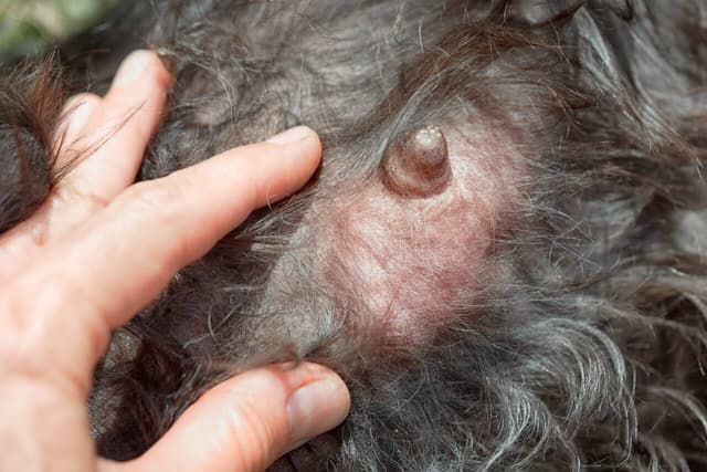 Câncer de mama em gatas e cadelas