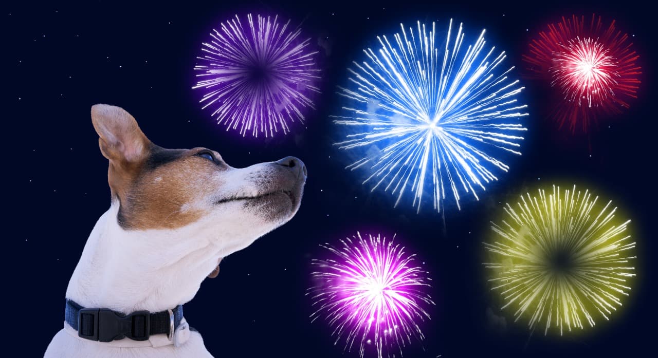 Cães com medo dos Fogos de Artificio. O que fazer?