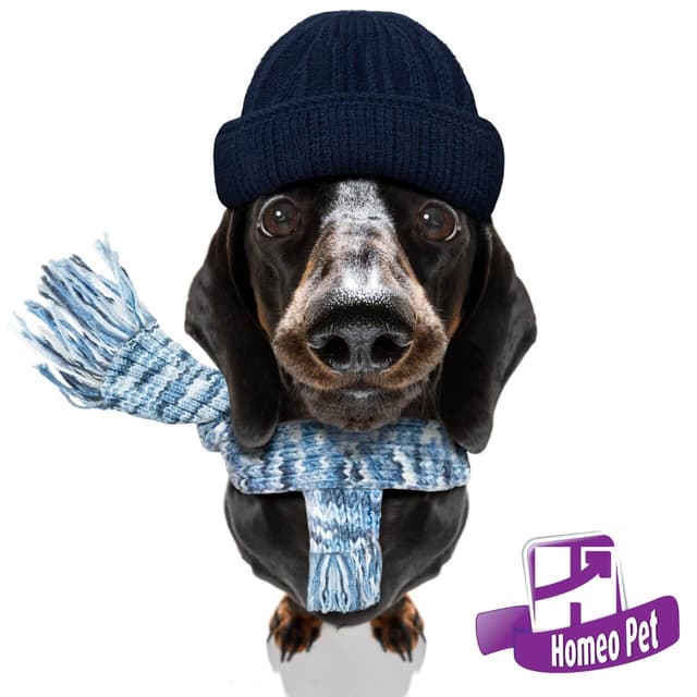 SETE Cuidados Que Você Precisa Ter com Seu Cãozinho no Inverno