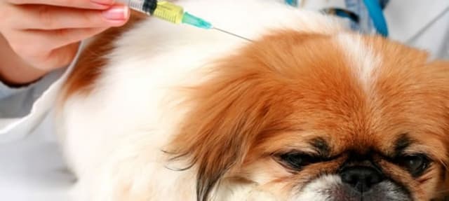 Vacinas que os filhotes devem receber em seu primeiro ano de vida