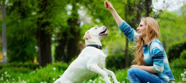 Se você utilizar petiscos como reforço no treinamento, você sempre precisará deles ??