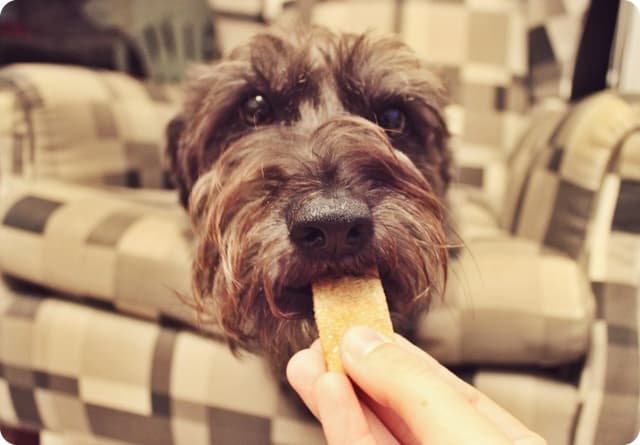 Perigo da intoxicação alimentar em animais