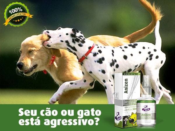 Cachorro estressado? Entenda o porquê.