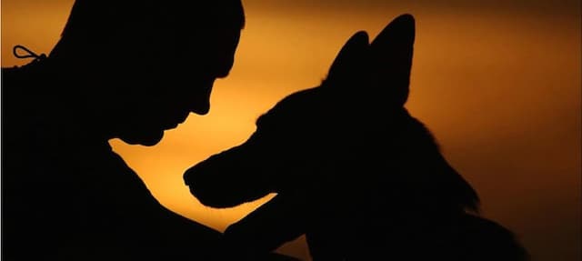 Neurocientista dos EUA comprova que cães têm sentimentos como humanos