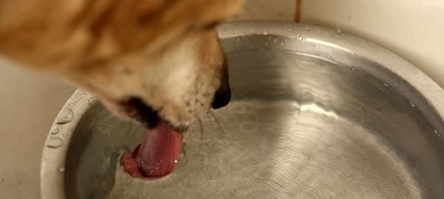 Como incentivar seu cachorro a beber mais água