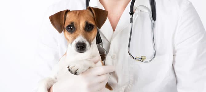 Doença do Carrapato (Hemoparasitoses em cães)