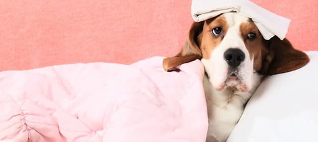 O que é Displasia Animal?