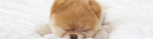 Cachorro mais bonito do mundo