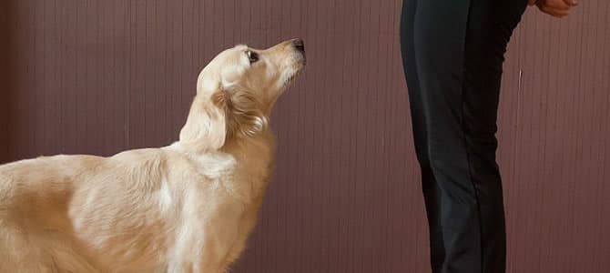 Como impedir que seu cachorro fique pulando nas pessoas?