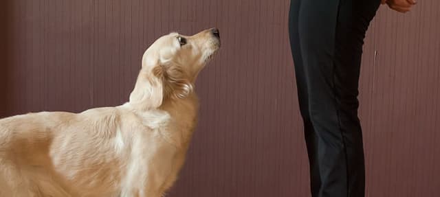 Como impedir que seu cachorro fique pulando nas pessoas?