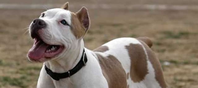 Por que os humanos começaram a cortar o rabo dos cães?