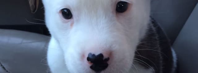 Video de cachorrinho irritado com soluço faz sucesso na internet