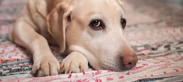 Cachorros sabem quando os donos estão tristes