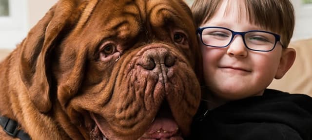 Ter um cachorro deixa seu coração mais saudável