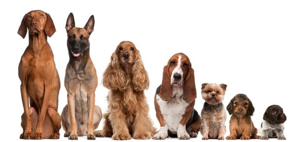 Descubra o que a raça do seu cachorro diz sobre você.