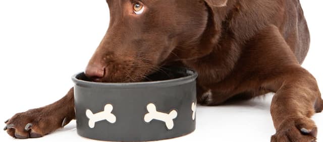 Por que seu cão come sua própria fezes?