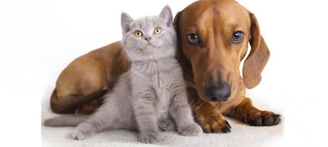 Conheça os mitos e verdades da castração dos Pets.