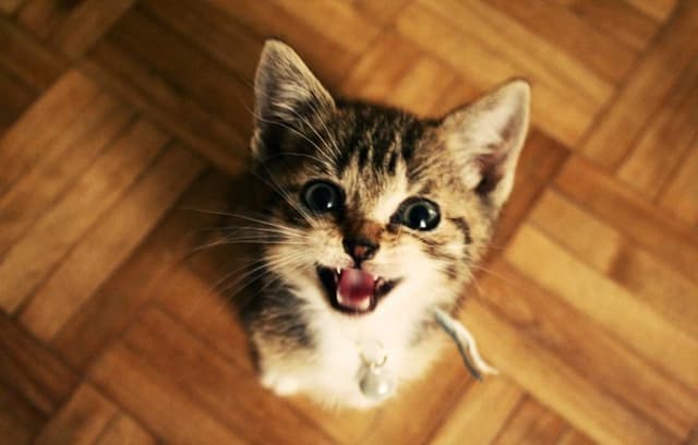 Por que meu gato não para de miar?