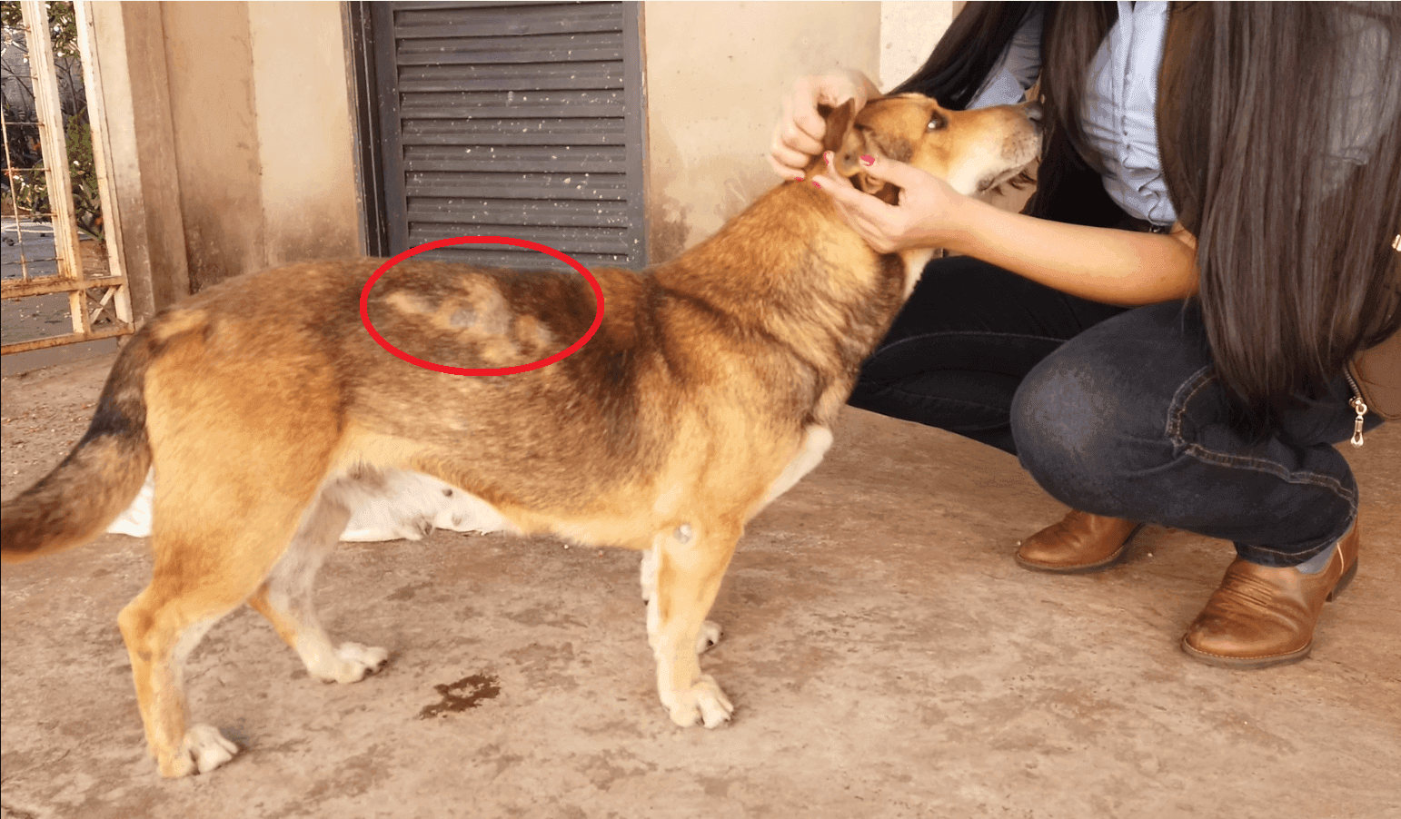 Por que o pelo do cachorro cai?