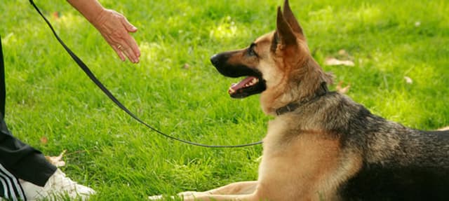 Adestramento positivo: ensinar sem punir