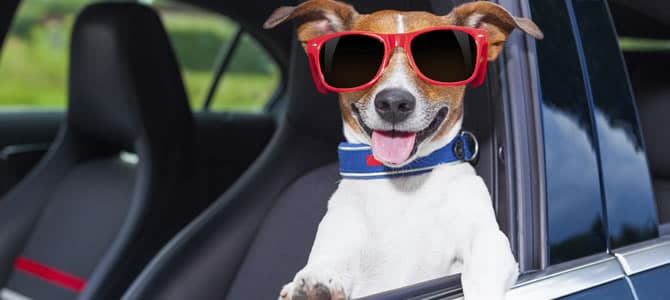 Conheça as penalidades para o transporte irregular de cães dentro do carro