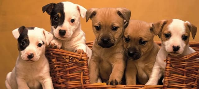Como cuidar de filhotes recém-nascidos