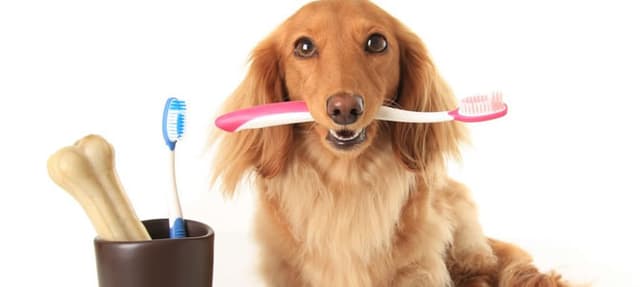 Tártaro em cães e gatos