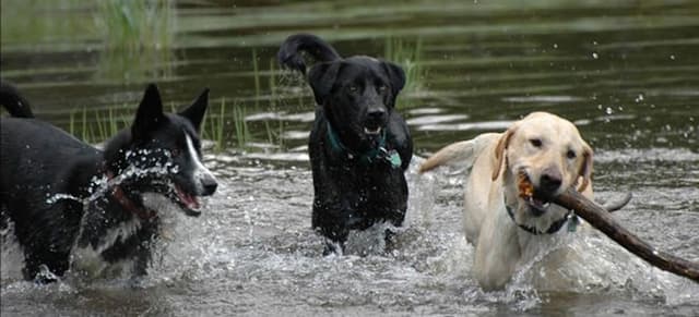 Dicas para os dias de calor com o pet