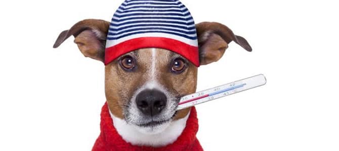 Como tratar a Displasia em cães e Gatos?