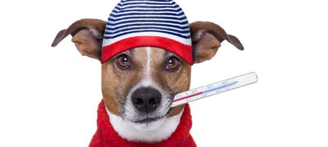 Como tratar a Displasia em cães e Gatos?