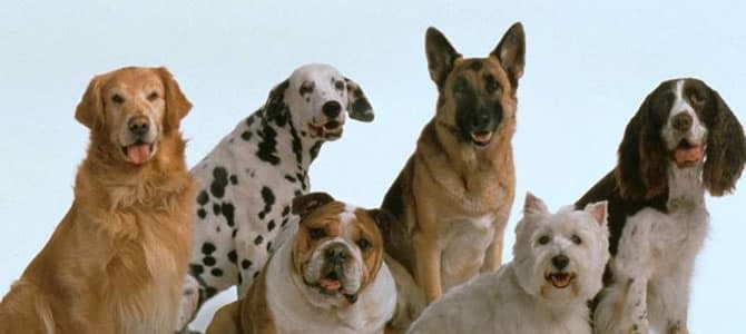 Dicas para quem está pensando em adquirir um cão