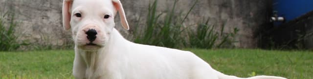 Displasia Coxofemoral