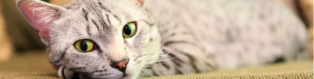 Doenças do trato urinário inferior