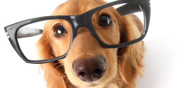 Será que os cães também precisam usar óculos quando envelhecem?