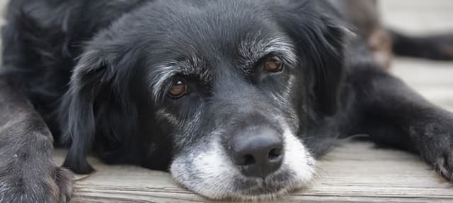 Os tempos de vida dos cães